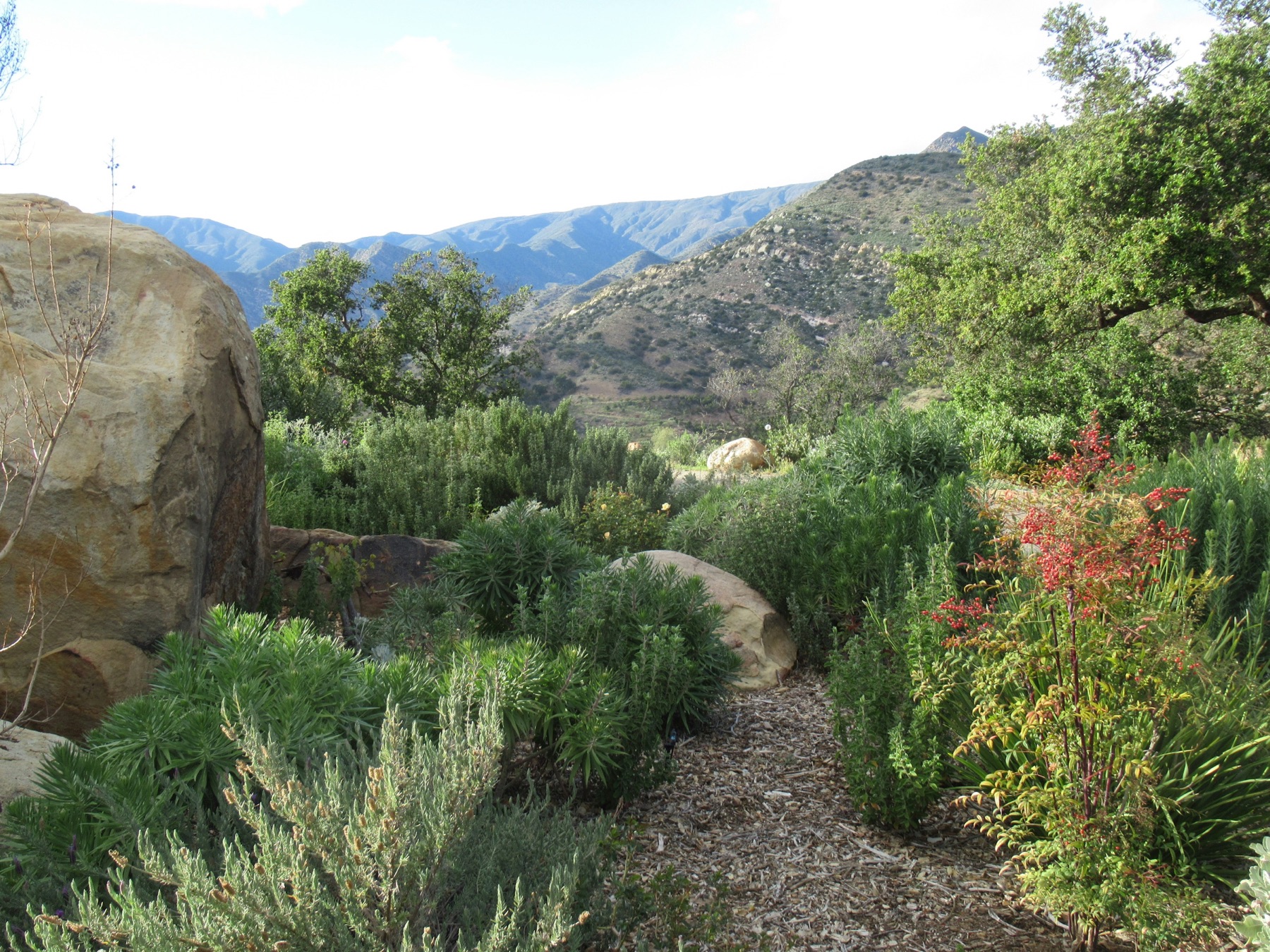 A garden of native plants and boulders framed by the mountains above Ojai